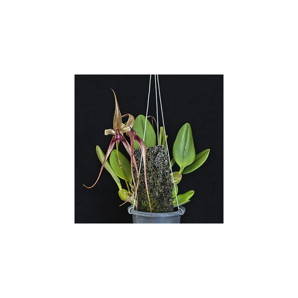 Bulbophyllum Khoon Meng