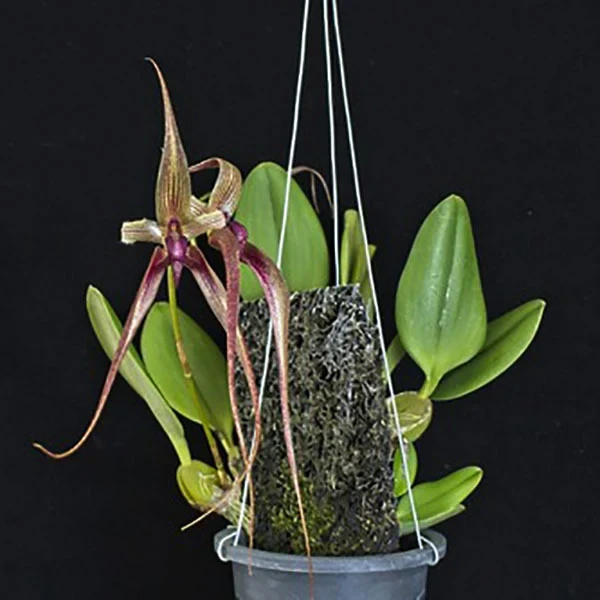 Bulbophyllum Khoon Meng