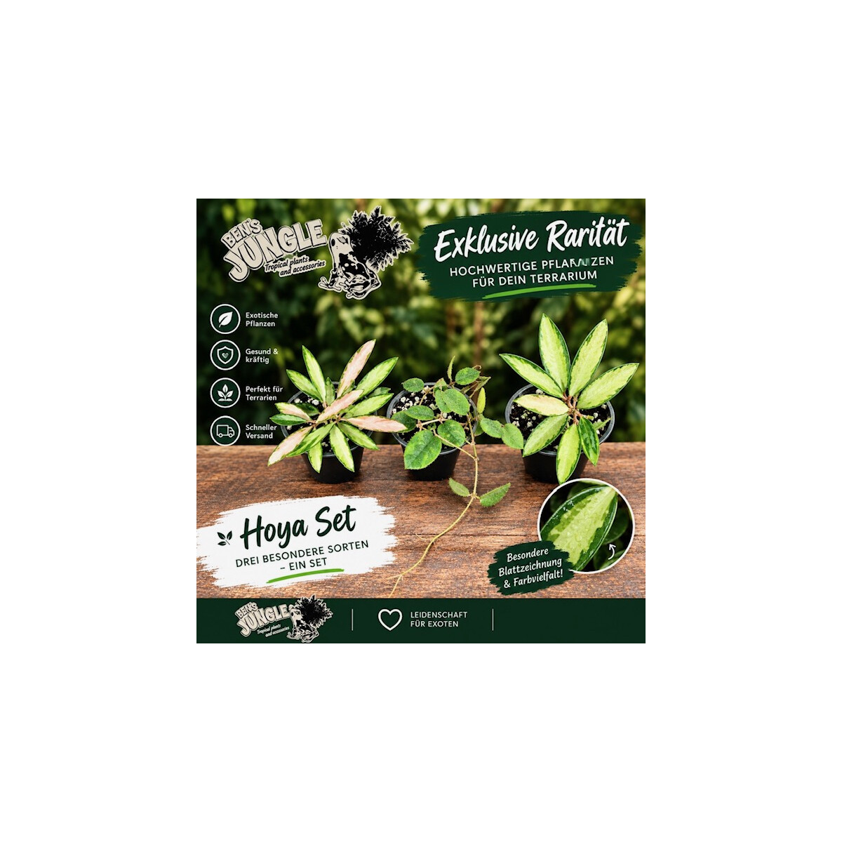 Hoya Raritäten-Bundle (3er-Set) box