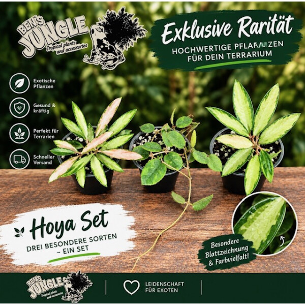 Hoya Raritäten-Bundle (3er-Set)