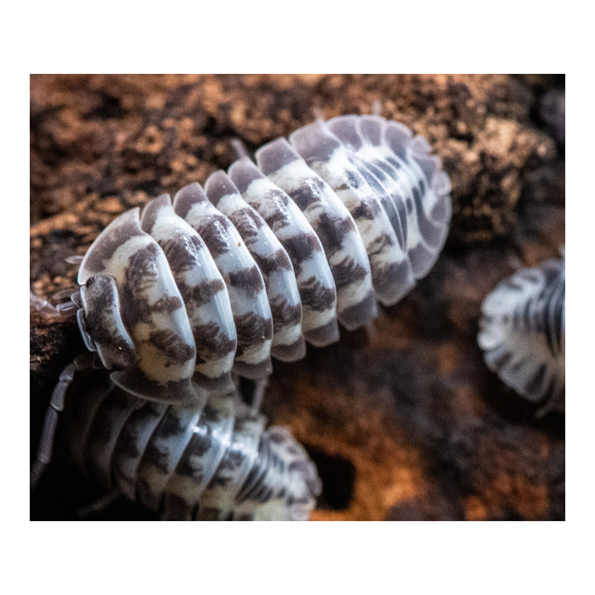 Armadillidium gestroi Milky Way box