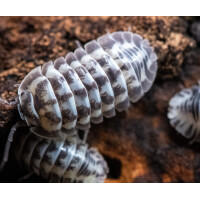 Armadillidium gestroi Milky Way