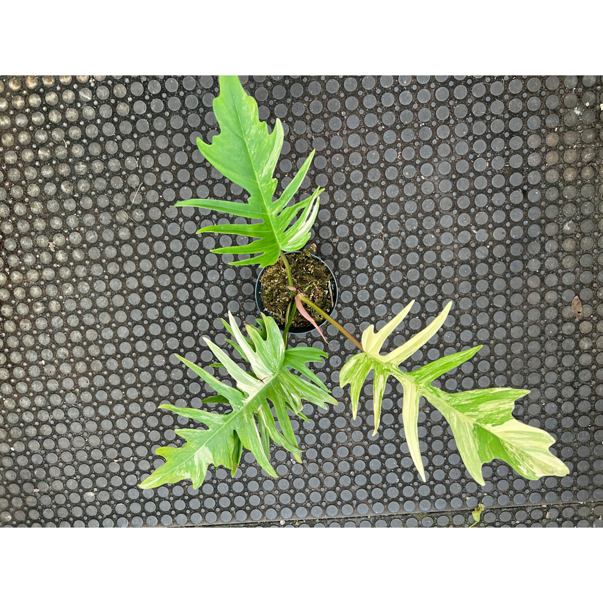 Philodendron golden dragon variegata box