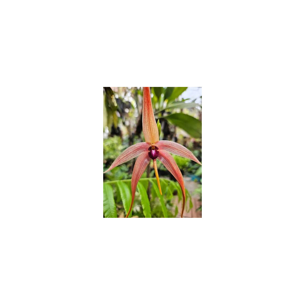 Bulbophyllum fascinator x echinolabium