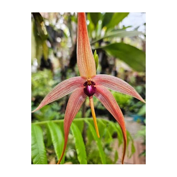 Bulbophyllum fascinator x echinolabium