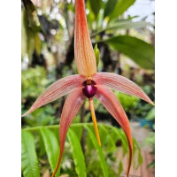 Bulbophyllum fascinator x echinolabium