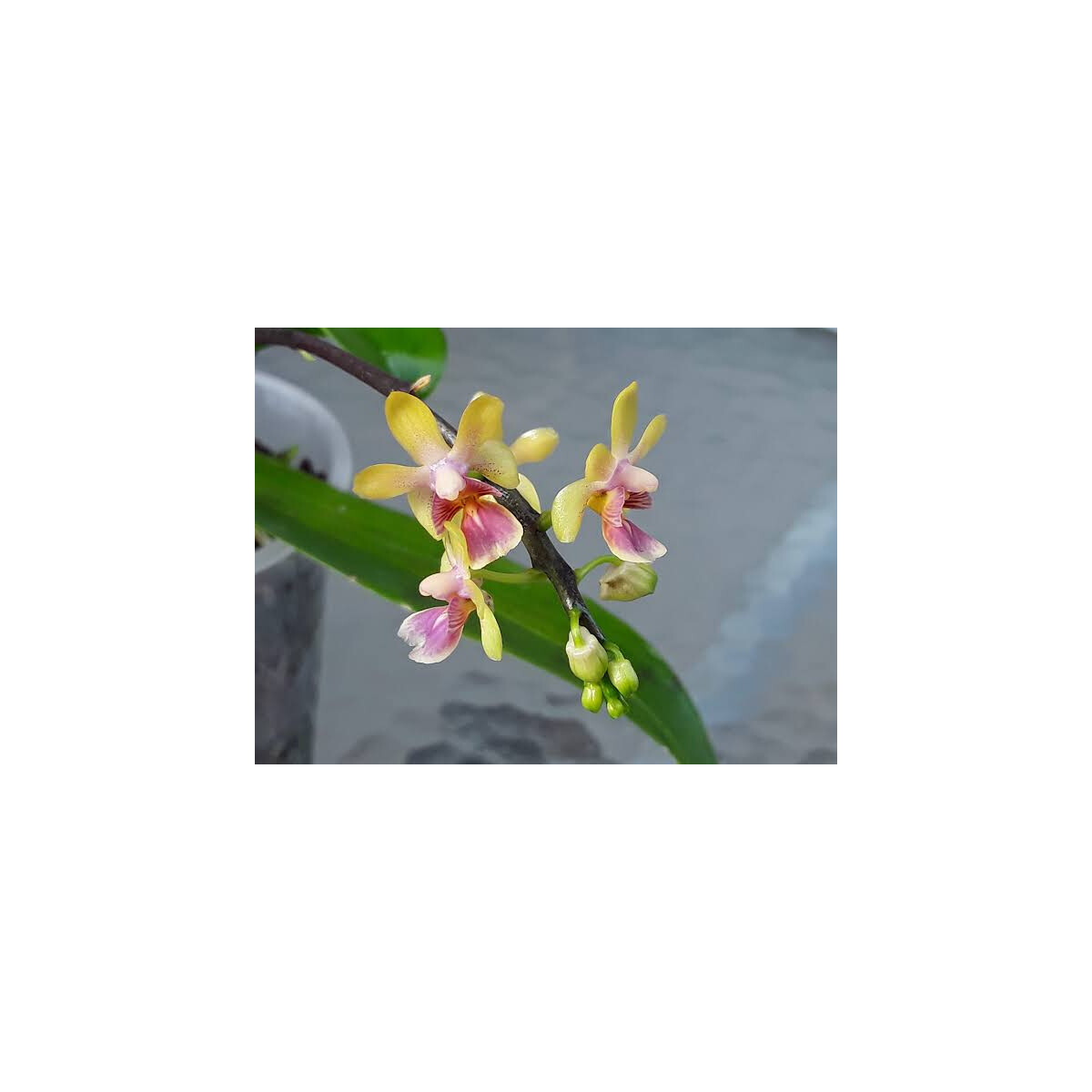 Phalaenopsis deliciosa var. hookeriana