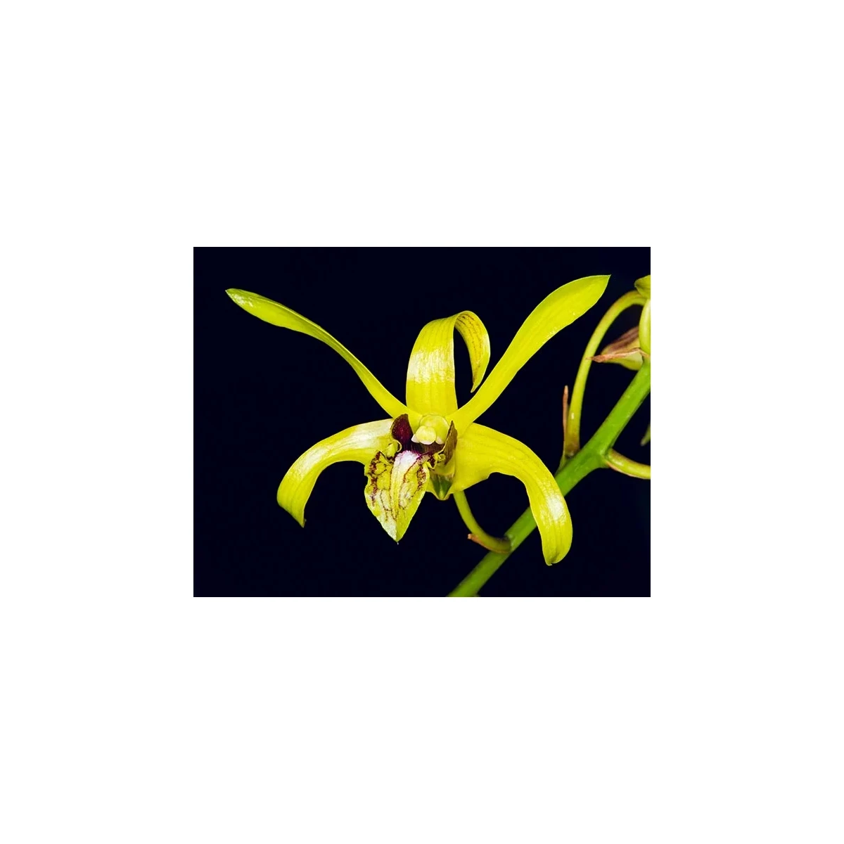 Dendrobium calophyllum box