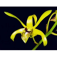 Dendrobium calophyllum