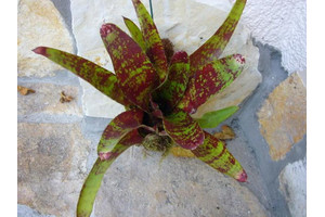 Neoregelia red spotted 