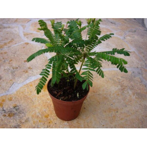 Biophytum sensitivum