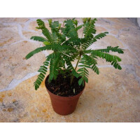 Biophytum sensitivum