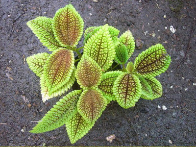 Pilea involucrata