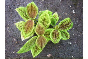 Pilea involucrata