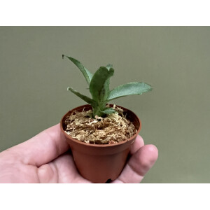 Neoregelia liliputiana