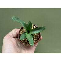 Neoregelia liliputiana