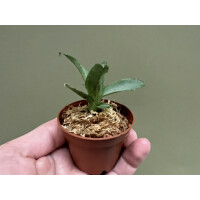 Neoregelia liliputiana