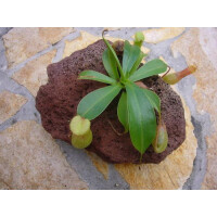 Fleischfressende Pflanze in Lavastein