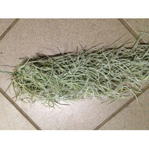 Tillandsia usneoides