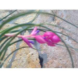 Tillandsia stricta