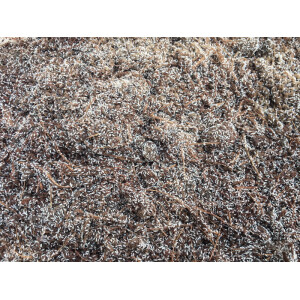 1000ml Dose Tropische Springschwänze