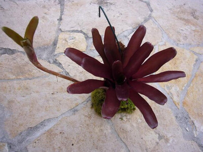 Neoregelia schultesiana purple red (bromelie)