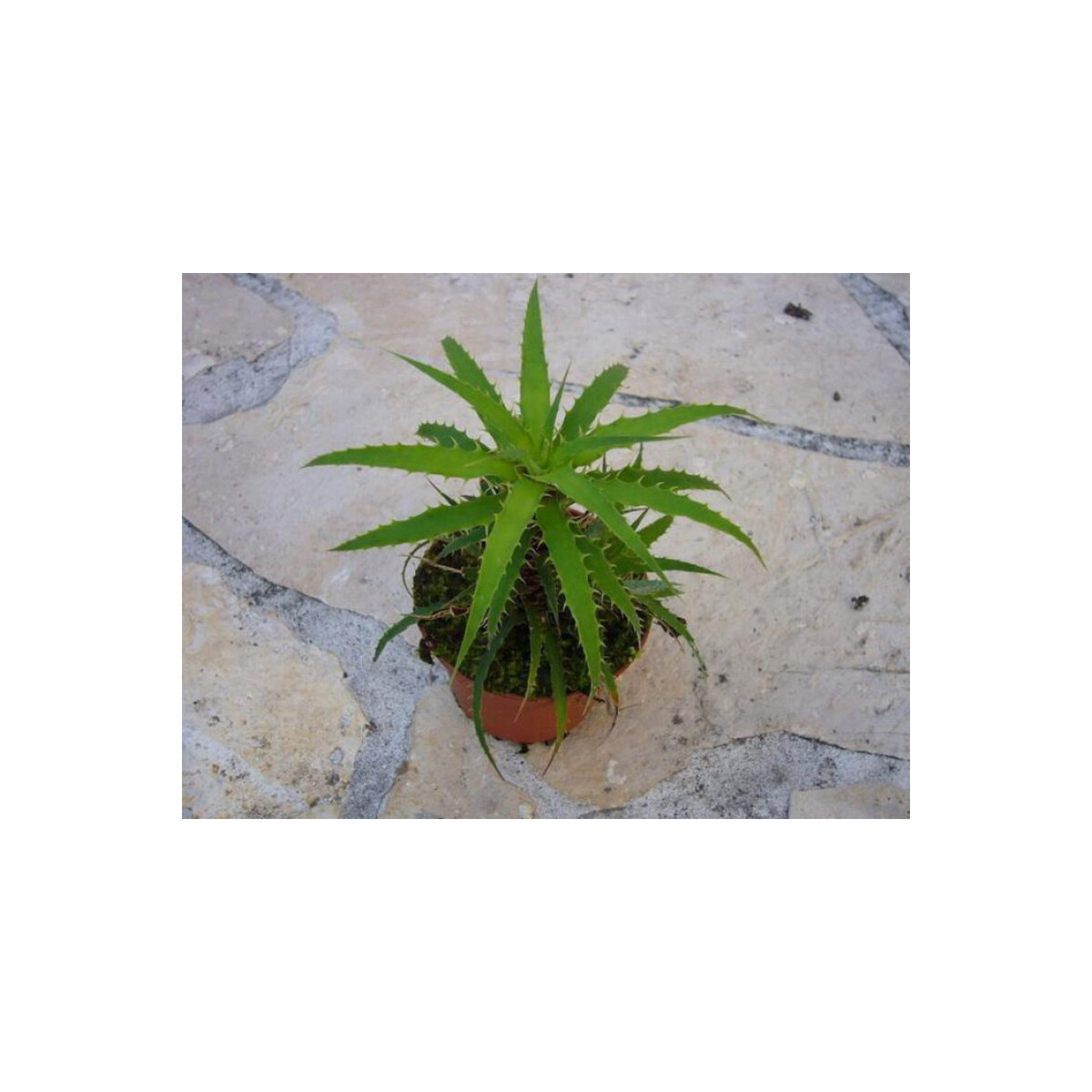 Cryptanthus microglaziovii box