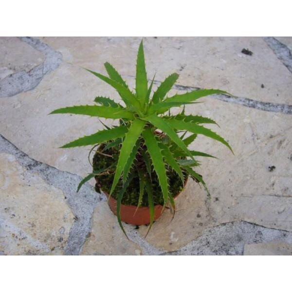 Cryptanthus microglaziovii (bromelie)