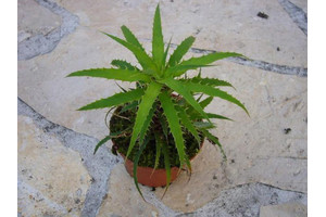 Cryptanthus microglaziovii (bromelie)
