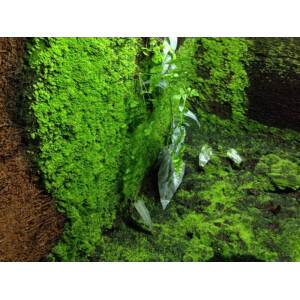 Treefernpanel (Xaxim) from Newzealand 50x20x1,5cm