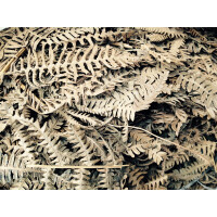 Farnblätter aus Südamerika ca. 1 Liter