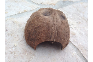 Kokosnusschale (Laichhusschen)