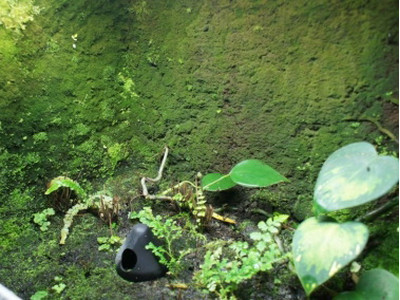 3 Liter Ben´s Rainforest Background Modellier Torf