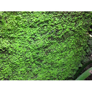 3 Liter Ben´s Rainforest Background composition