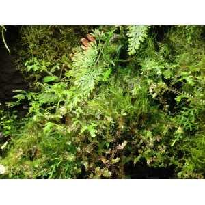 3 Liter Ben´s Rainforest Background composition