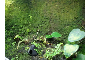 3 Liter Ben´s Rainforest Background composition