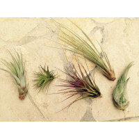 Tillandsien Mix (5Stück)