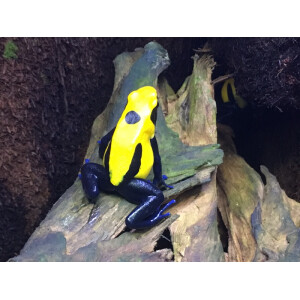 Dendrobates tinctorius Citronella