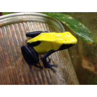 Dendrobates tinctorius Citronella