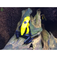 Dendrobates tinctorius Citronella