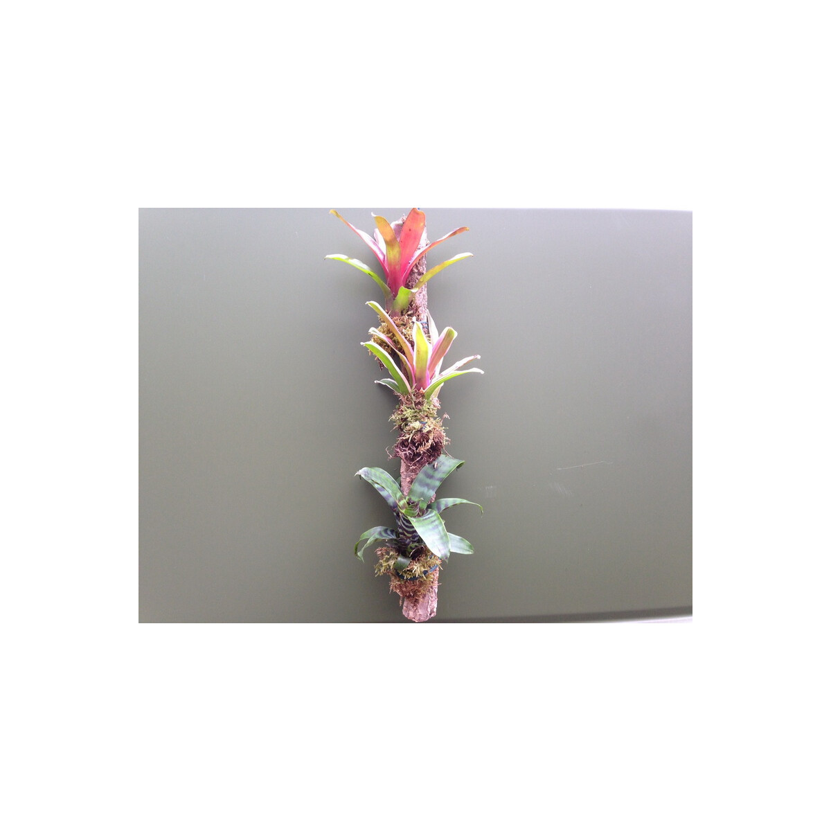 Xaximstamm mit 3 Bromelien 50cm