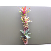 Xaximstamm mit 3 Bromelien 50cm