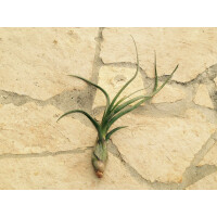 Tillandsia baileyi