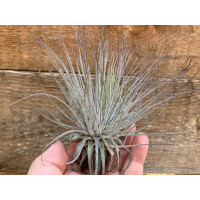 Tillandsia magnusiana L