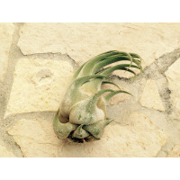 Tillandsia seleriana (ausgewachsen)