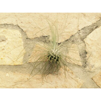 ANGEBOT Tillandsia fuchsii