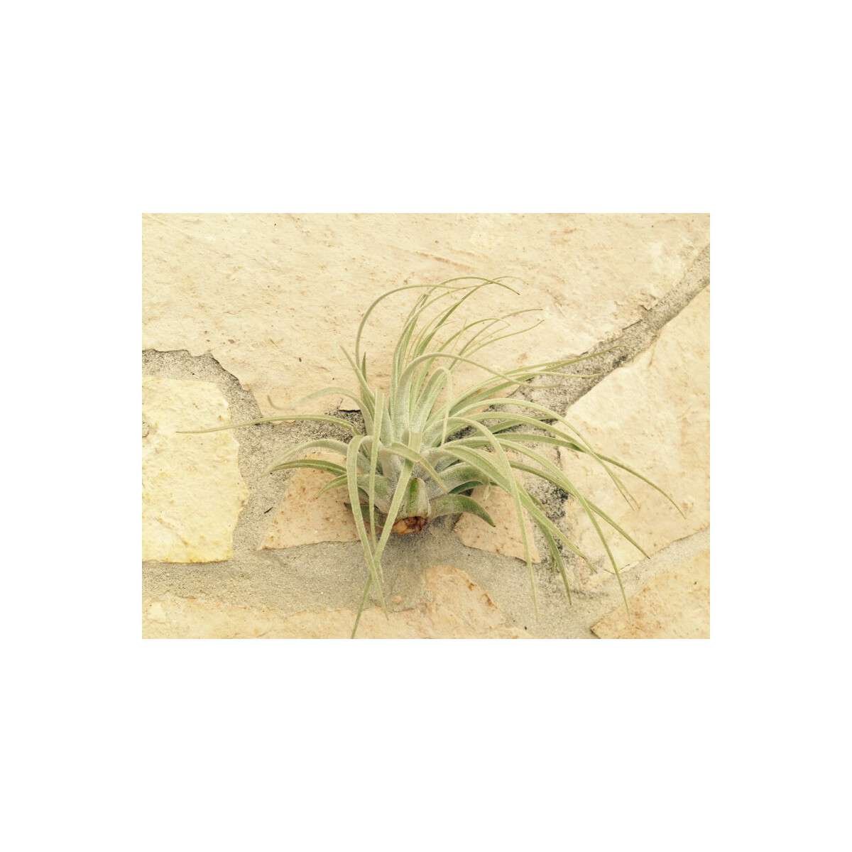 Tillandsia oaxacana