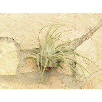 Tillandsia oaxacana