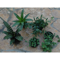 Ben´s Pflanzensortiment 30er Würfel