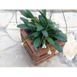 Natur-Pflanzkorb 15x15x10cm mit Aufhängung